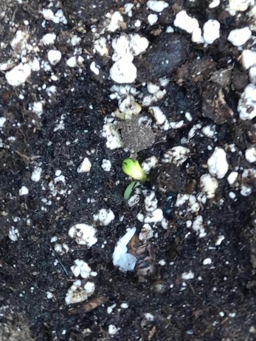 Strawberry Gorilla Auto RF3 Fastbuds. Week 0