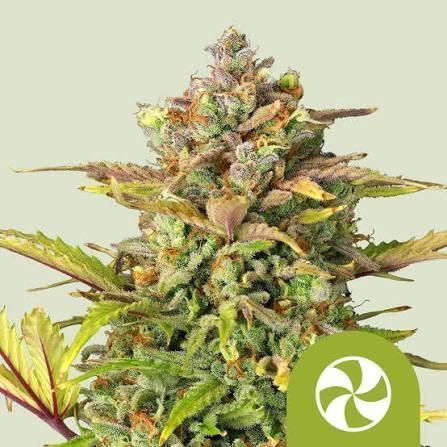 Sweet ZZ Auto Royal Queen Seeds. Week 0