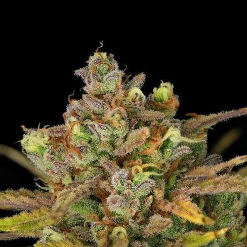Sweet ZZ Auto Royal Queen Seeds. Week 0