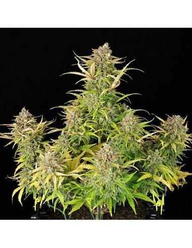 Sweet ZZ Auto Royal Queen Seeds. Week 0