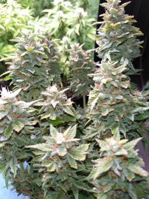 Hulkberry Auto RQS. Week 13