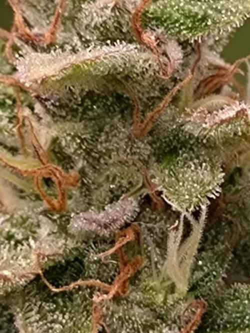Hulkberry Auto RQS. Week 13