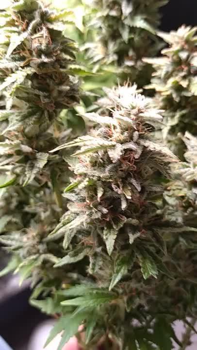 Hulkberry Auto RQS