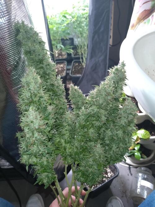 Hulkberry Auto RQS. Week 13