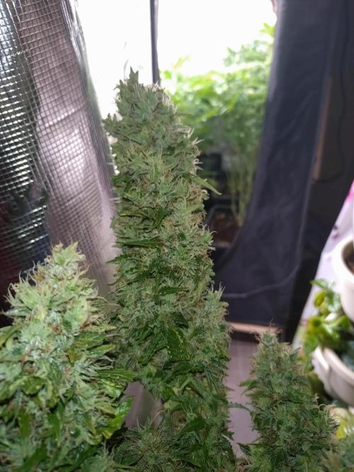 Hulkberry Auto RQS. Week 13
