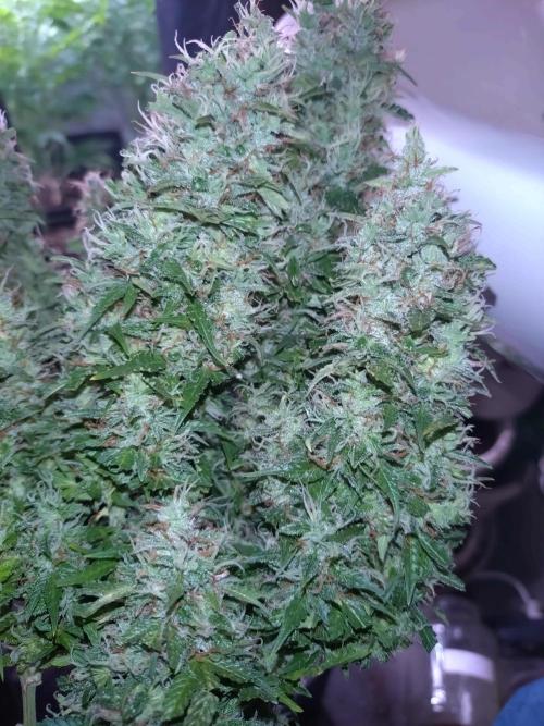 Hulkberry Auto RQS. Week 13