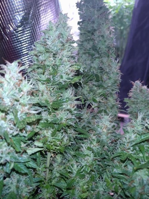 Hulkberry Automatic. Week 13