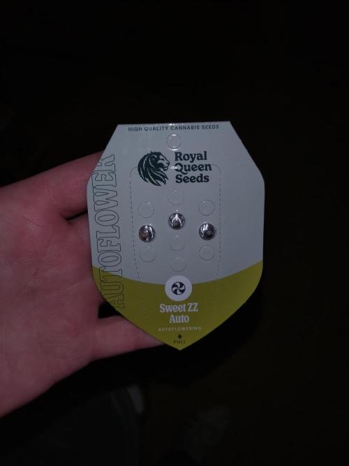 Sweet ZZ Auto Royal Queen Seeds. Week 0