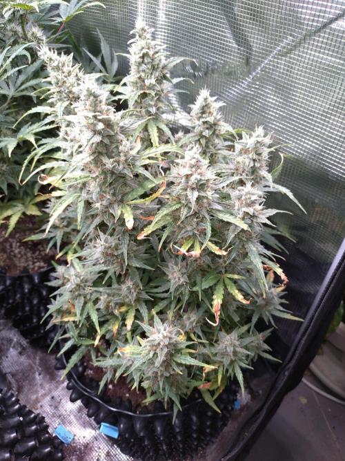 Thin Mint x Sour Pinot Auto Barneys Farm. Week 11
