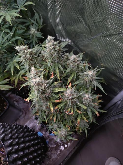 Thin Mint x Sour Pinot Auto Barneys Farm. Week 11