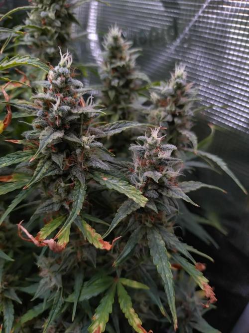 Thin Mint x Sour Pinot Auto Barneys Farm. Week 11