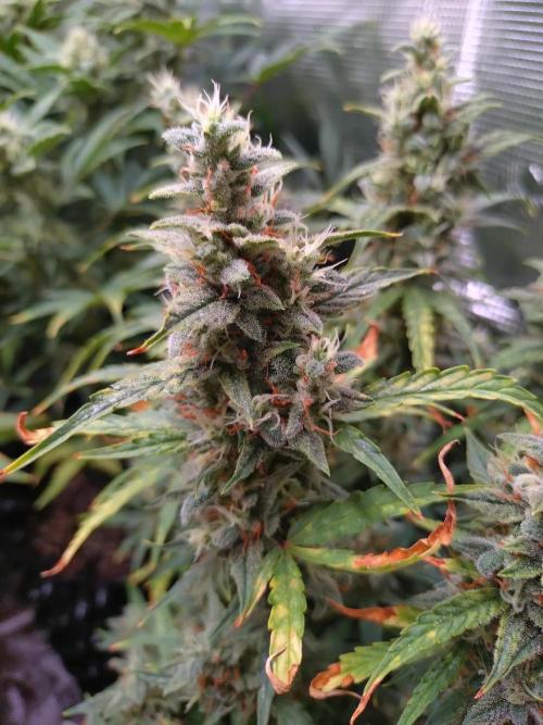 Thin Mint x Sour Pinot Auto Barneys Farm. Week 11