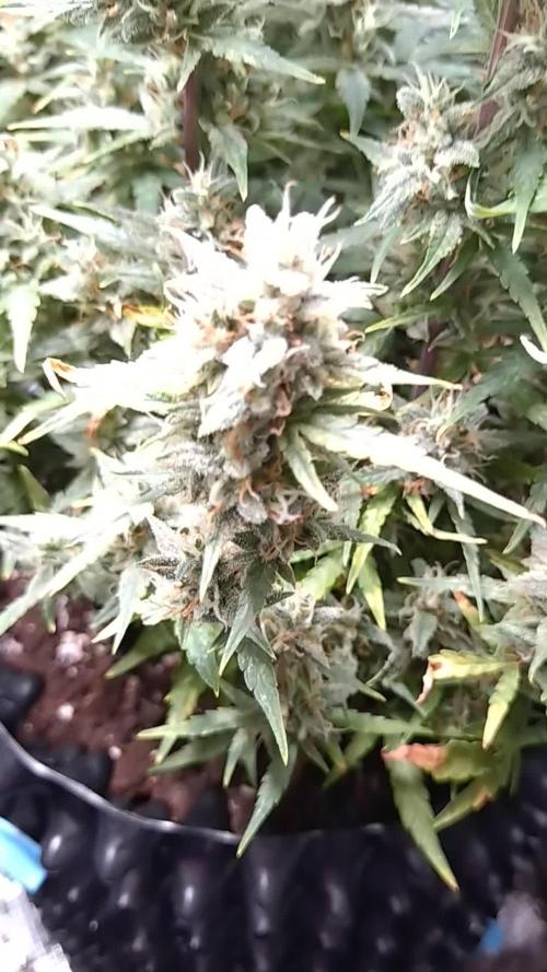 Thin Mint x Sour Pinot Auto Barneys Farm