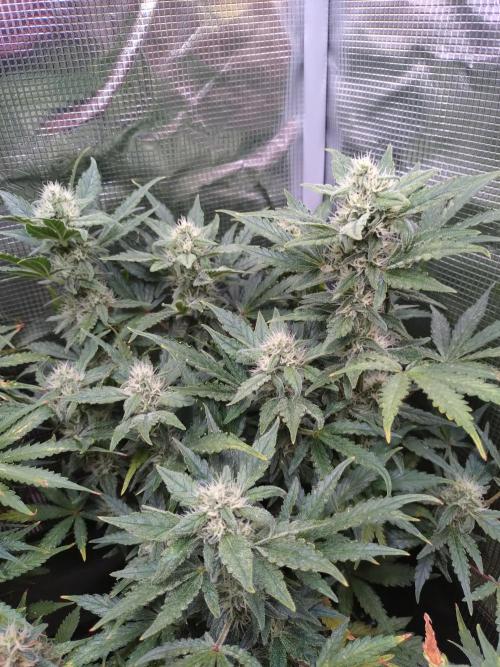 Z-Up Auto Fastbuds. Week 9