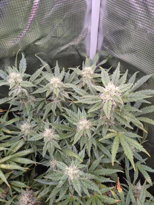 Z-Up Auto Fastbuds. Week 9