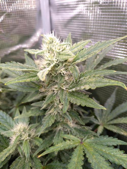 Z-Up Auto Fastbuds. Week 9