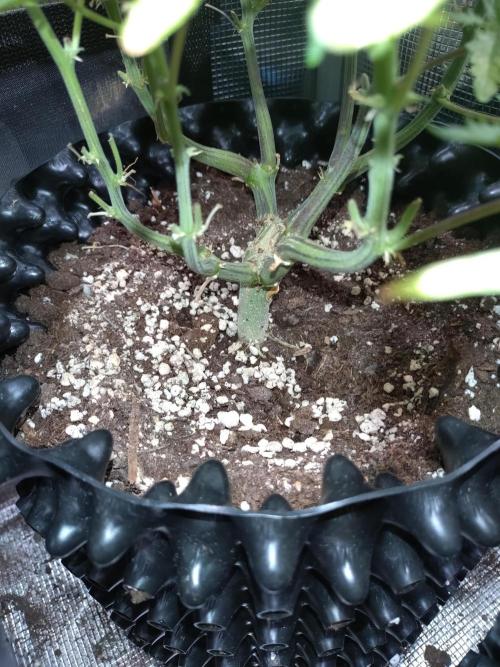 Z-Up Auto Fastbuds. Week 9