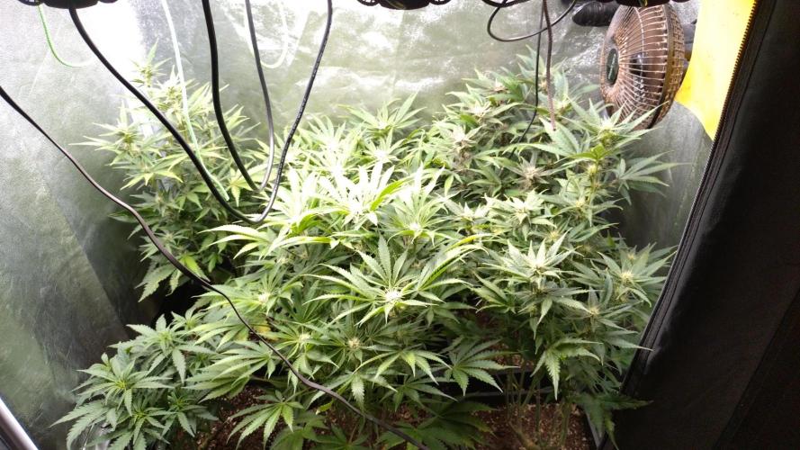 Auto #1 RF3 Mixpack Fastbuds. Week 9
