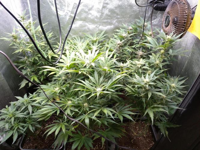 Auto #1 RF3 Mixpack Fastbuds. Week 9