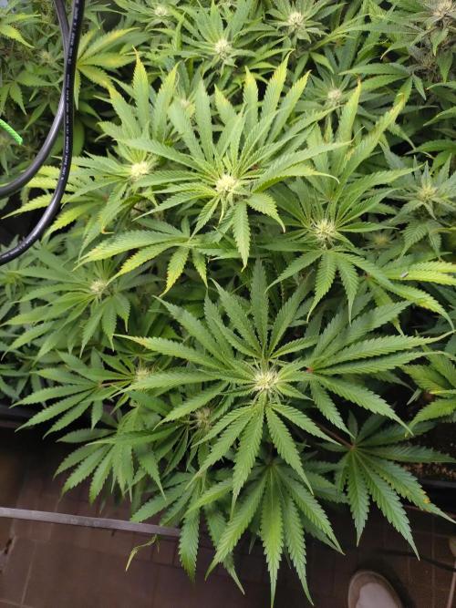 Auto #1 RF3 Mixpack Fastbuds. Week 9