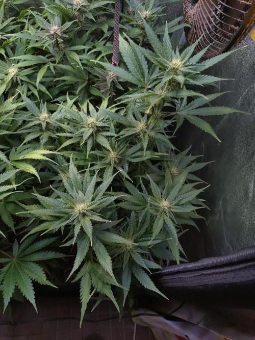 Auto #1 RF3 Mixpack Fastbuds. Week 9