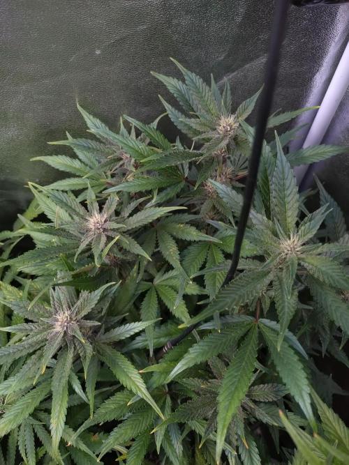Auto #1 RF3 Mixpack Fastbuds. Week 9