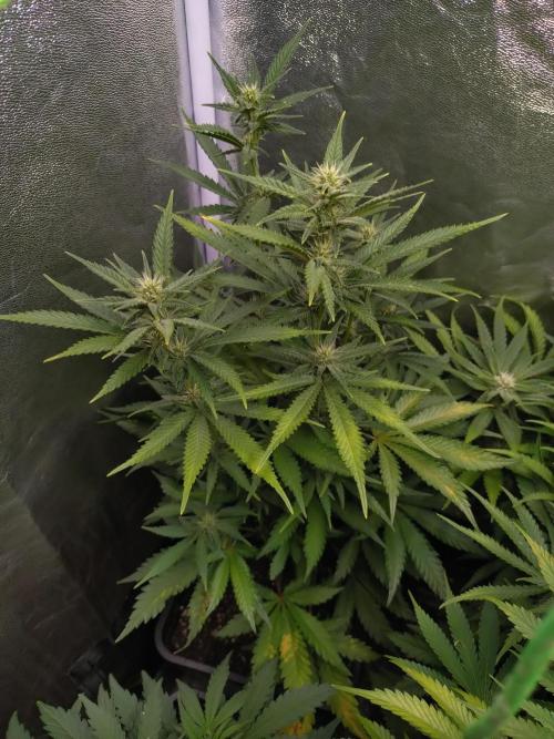 Auto #1 RF3 Mixpack Fastbuds. Week 9