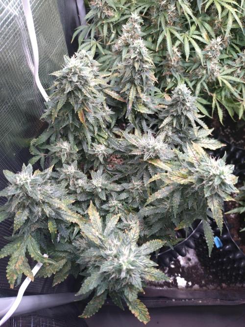 Sticky Broccoli Auto ZMA Eternity Cup'26. Week 12