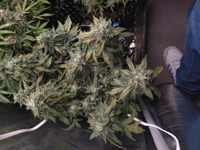 Sticky Broccoli Auto ZMA Eternity Cup'26. Week 12