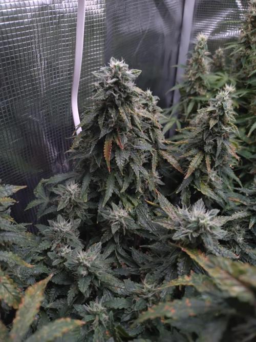Sticky Broccoli Auto ZMA Eternity Cup'26. Week 12