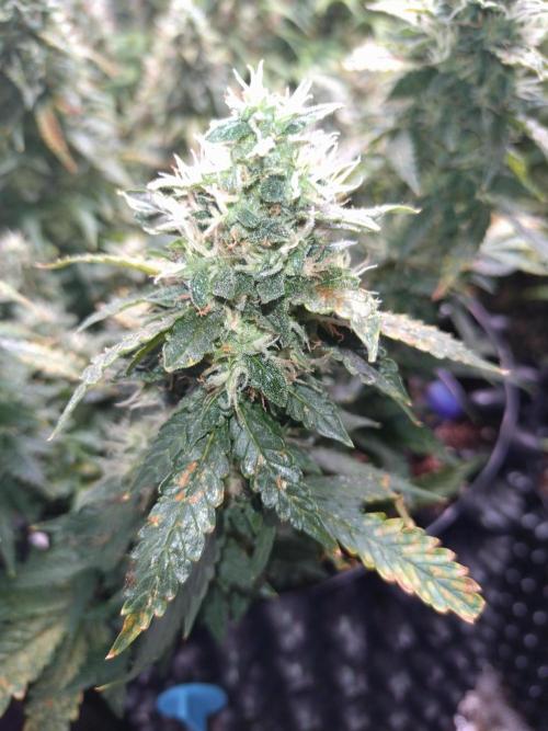 Sticky Broccoli Auto ZMA Eternity Cup'26. Week 12