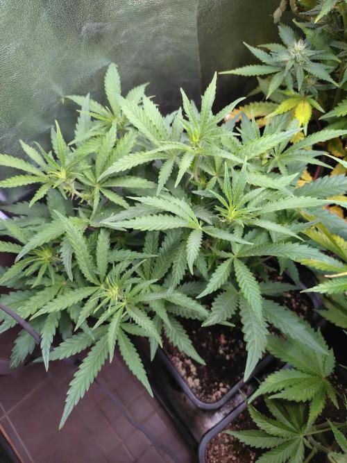North Thunderfuck Auto RQS. Week 7