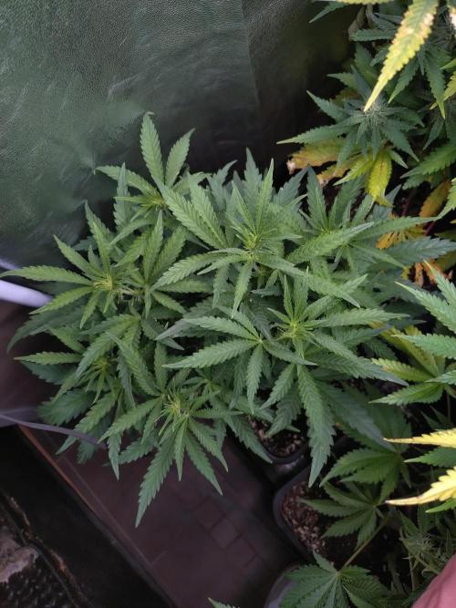 North Thunderfuck Auto RQS. Week 7
