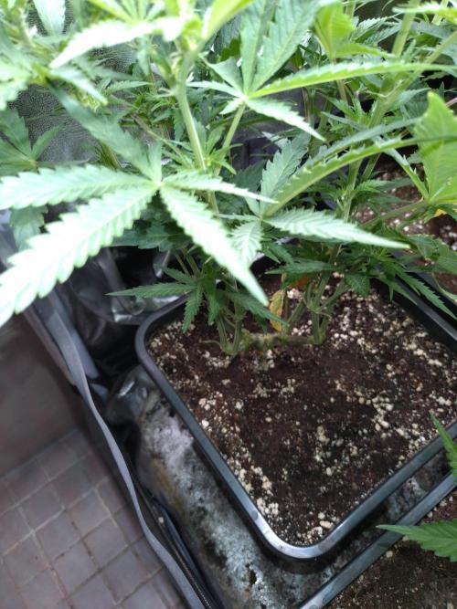 North Thunderfuck Auto RQS. Week 7