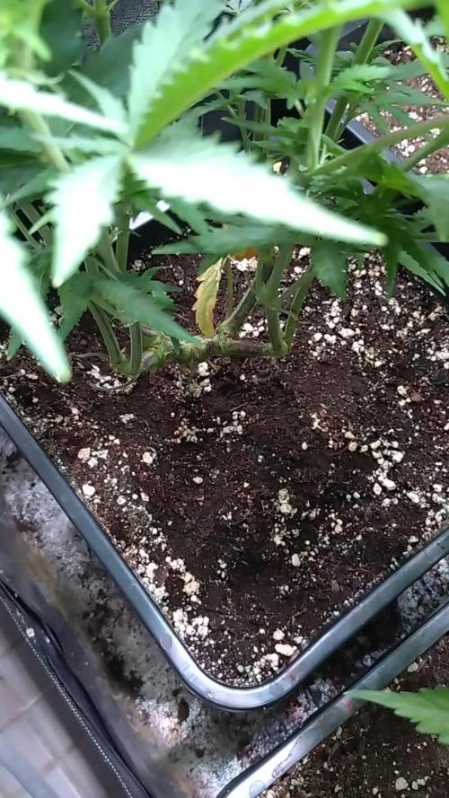 North Thunderfuck Auto RQS