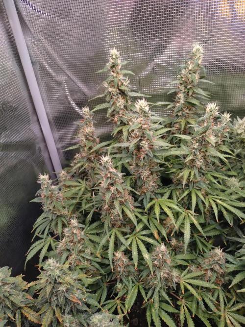 Strawberry Cheesecake Auto Barneys Farm. Week 14