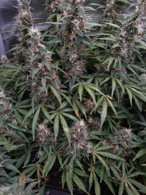 Strawberry Cheesecake Auto Barneys Farm. Week 14