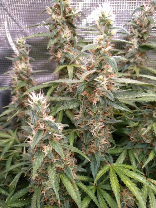 Strawberry Cheesecake Auto Barneys Farm. Week 14