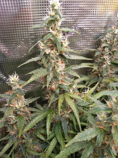 Strawberry Cheesecake Auto Barneys Farm. Week 14