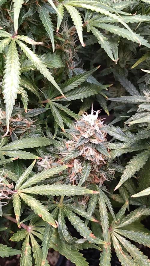 Strawberry Cheesecake Auto Barneys Farm
