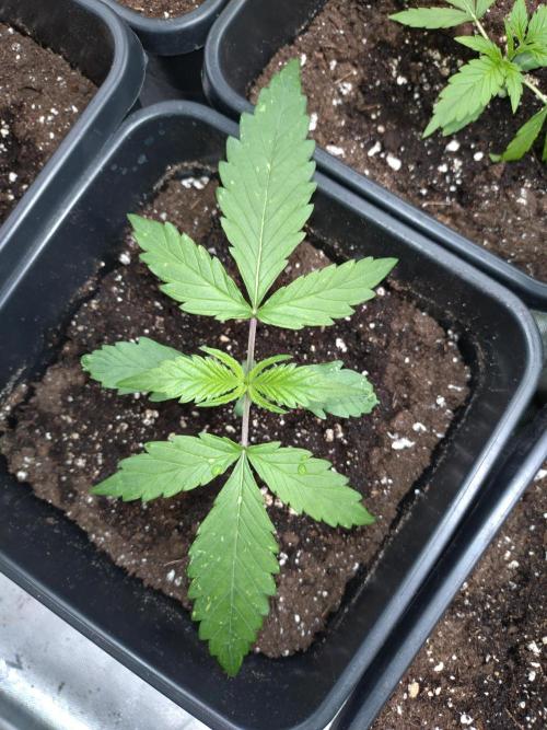 Big Bud Auto Fastbuds. Week 2
