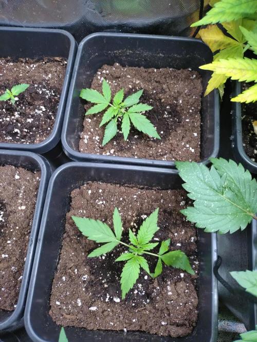 Epsilon F1 Royal Queen Seeds. Week 2