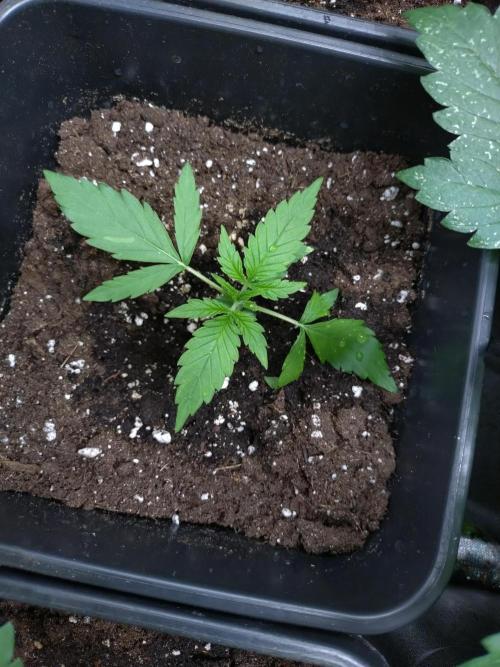 Epsilon F1 Royal Queen Seeds. Week 2
