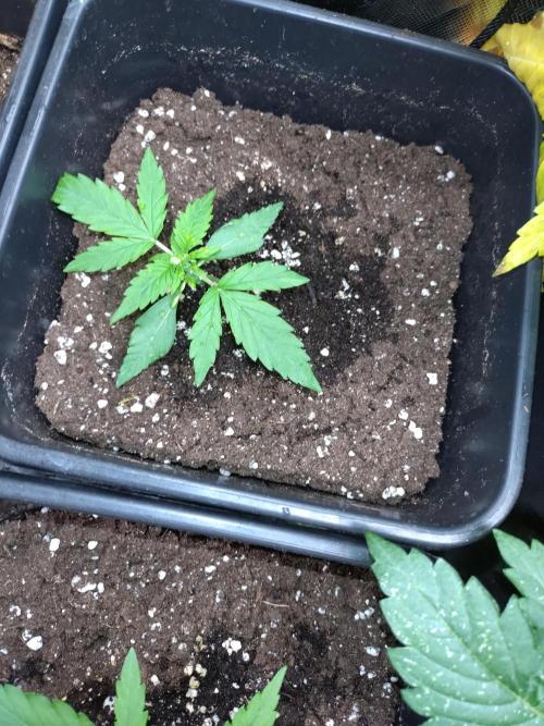 Epsilon F1 Royal Queen Seeds. Week 2