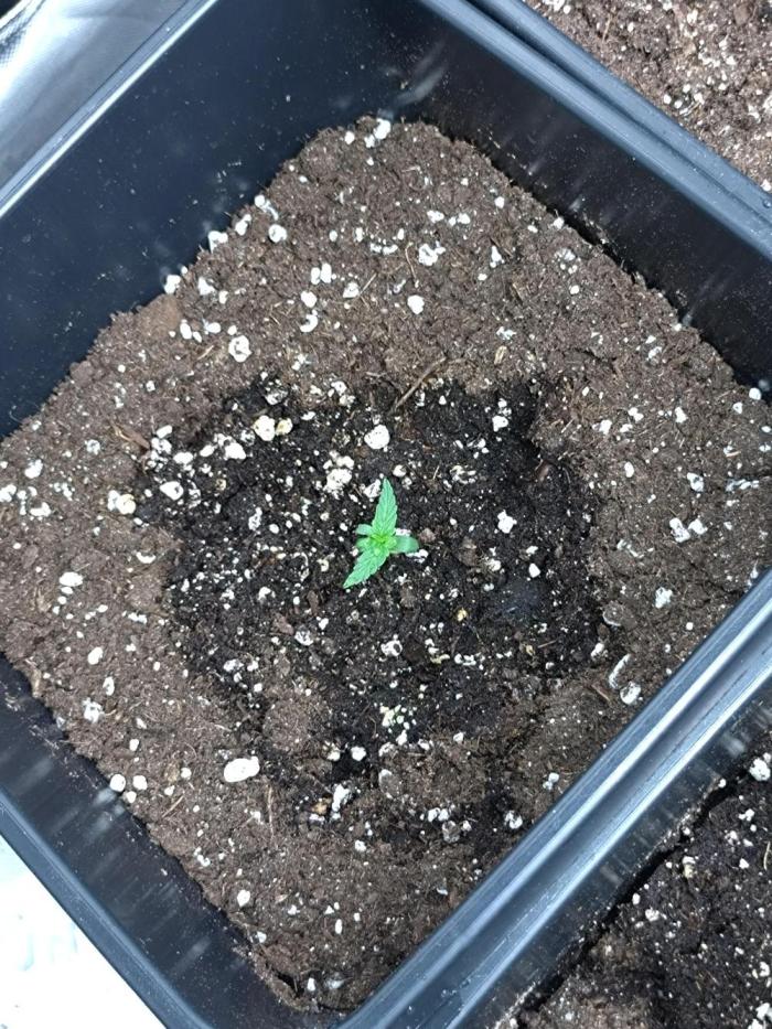 Chaos Cake Auto Anesia Seeds. Week 1
