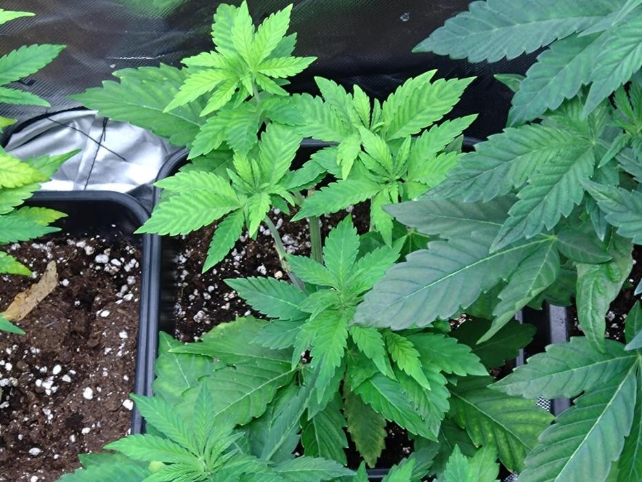 Lemon Cherry Gelato P#1 Barneys Farm. Week 6