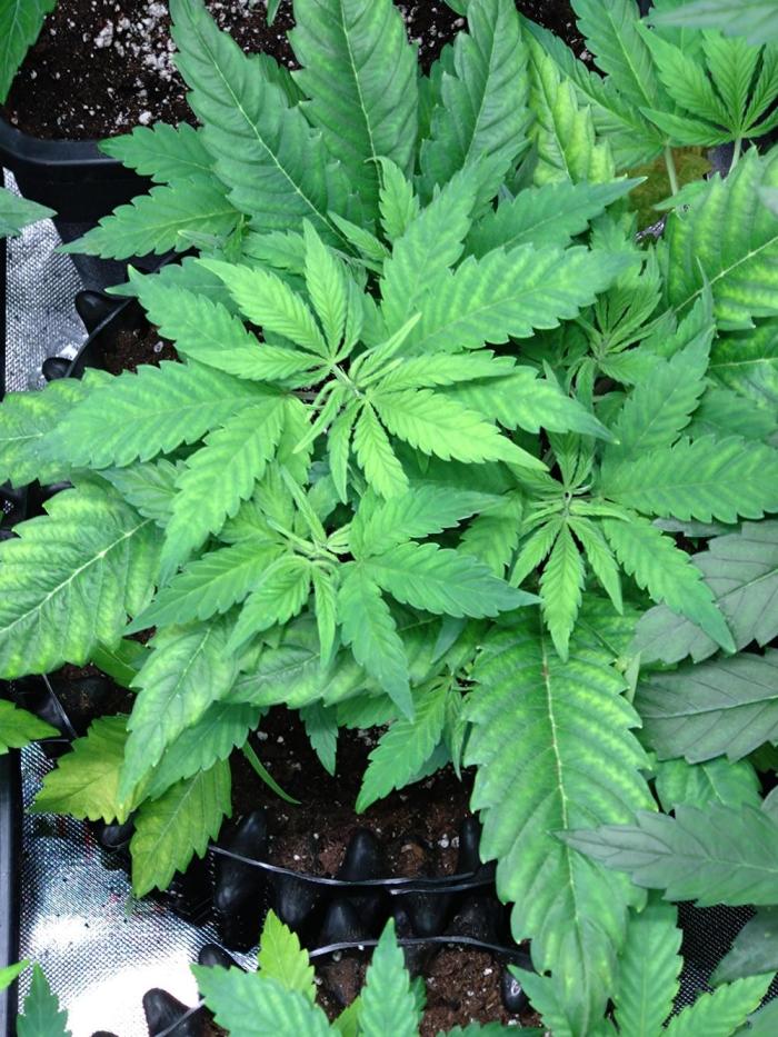 Euphoria Royal Queen Seeds. Week 6