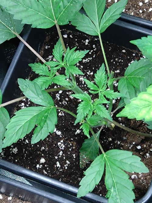 Cosmic Cheddar F1. Week 4