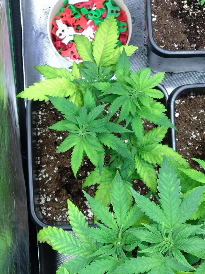 Orange Sherbet FF P#2 Fastbuds. Week 6