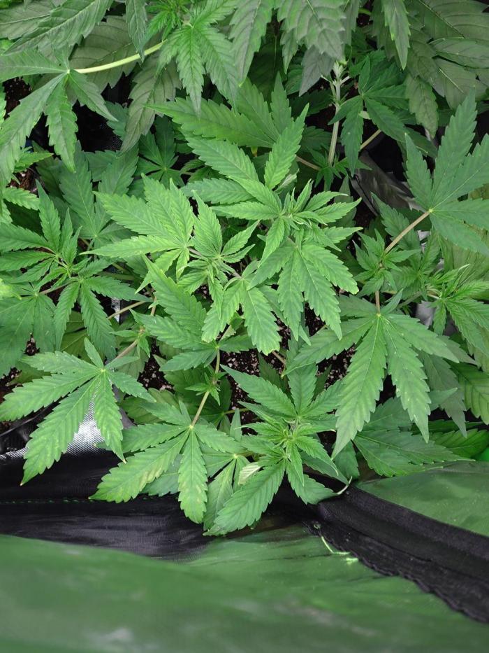 Orange Sherbet FF P#1 Fastbuds. Week 6